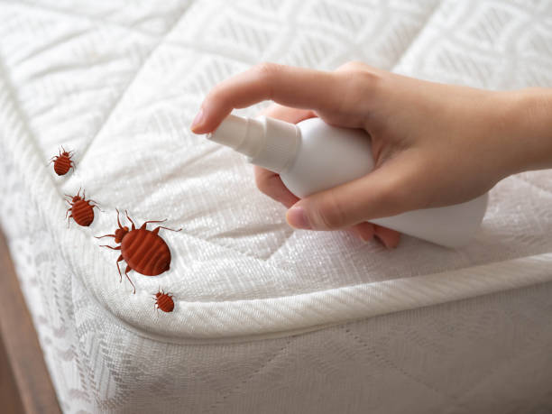 Emergency Pest Control Services in Kittery Point, ME